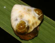 Species: Cyrtarachne bufo