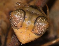 Species: Cyrtarachne inaequalis