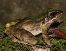 Species:  Swinhoe's Frog
