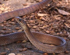 Species: Ptyas mucosa - Oriental Rat Snake