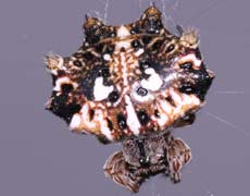Species: Thelacantha brevispina