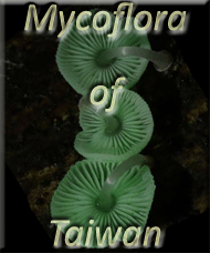 Mycoflora of Taiwan - Taiwanese Fungi