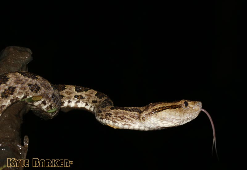 Protobothrops mucrosquamatus - Taiwan Habu