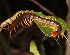 Species: Scolopendra sp.